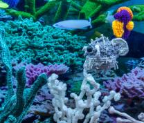 Oceans of Possibilities: Coral Reef Crochet image