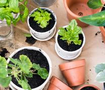 Cambria Heights Gardening Club