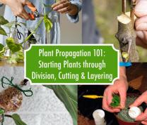 Plant Propagation 101: Starting Plants Through Division, Cutting, and Layering