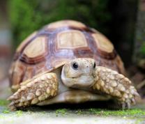 After School with Uncle Tony's Reptiles at Far Rockaway Library