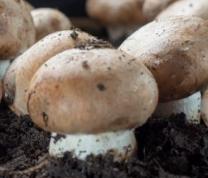 DIY: Culinary Mushrooms, Grow Mushrooms from Home