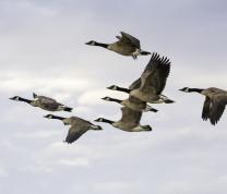 CLDC Saturday Science Lab: Bird Migration