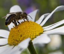 CLDC Saturday Science Lab - Pollinating Pioneers 